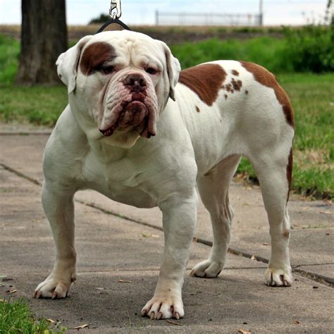 old english bulldog.